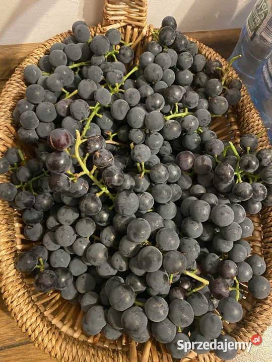 Winogrona ciemne mazowieckie Rybitwy