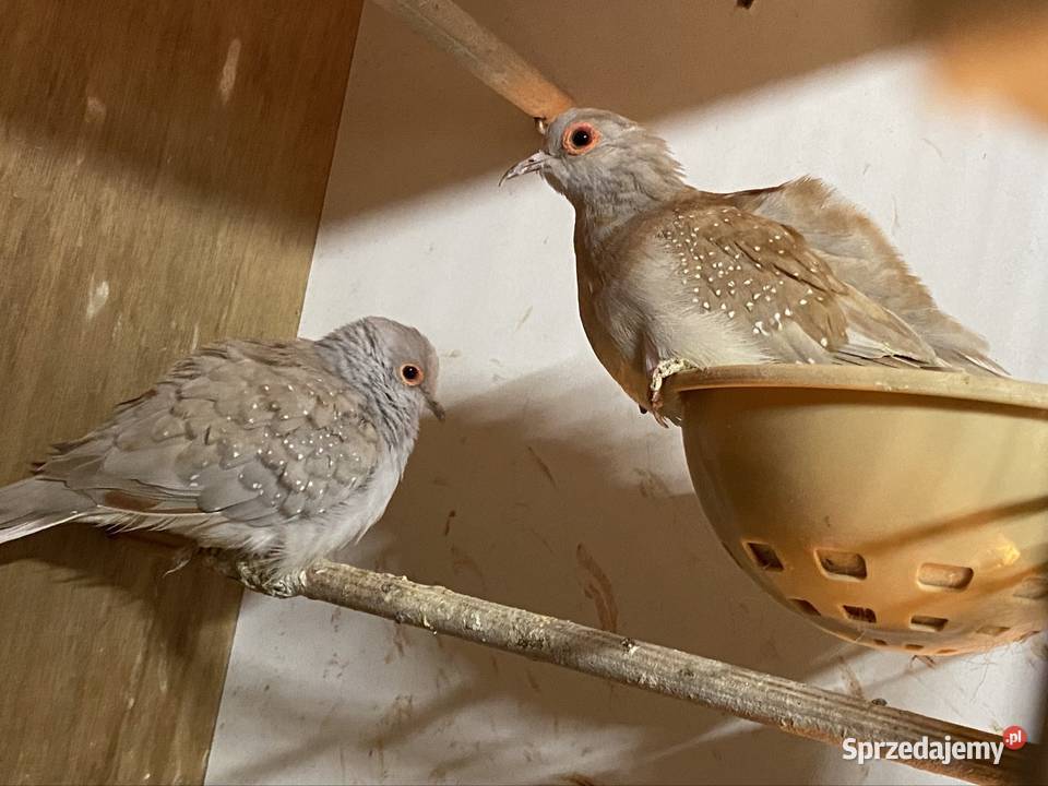 Gołąbki diamentowe