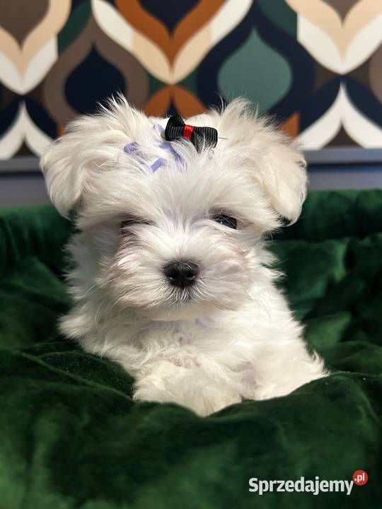 Maltańczyk chłopcy ZKwPFCI Maltańczyk Nowojewo