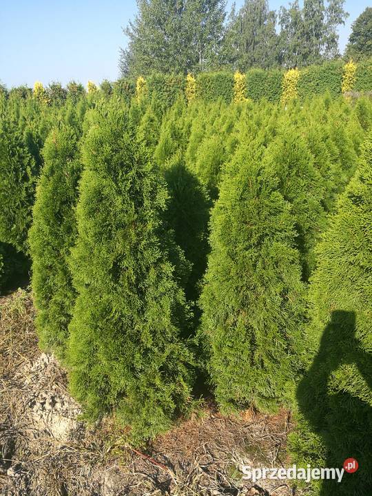 Tuje szmaragd tuje kule świerki srebrne