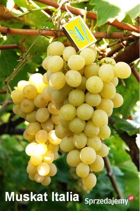 Elitarne winorośle z Ukrainy