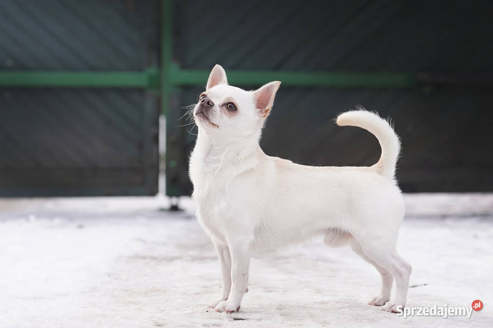 CHIHUAHUA PIESEK Championach Rodowód FCI Wwy Duży Dół