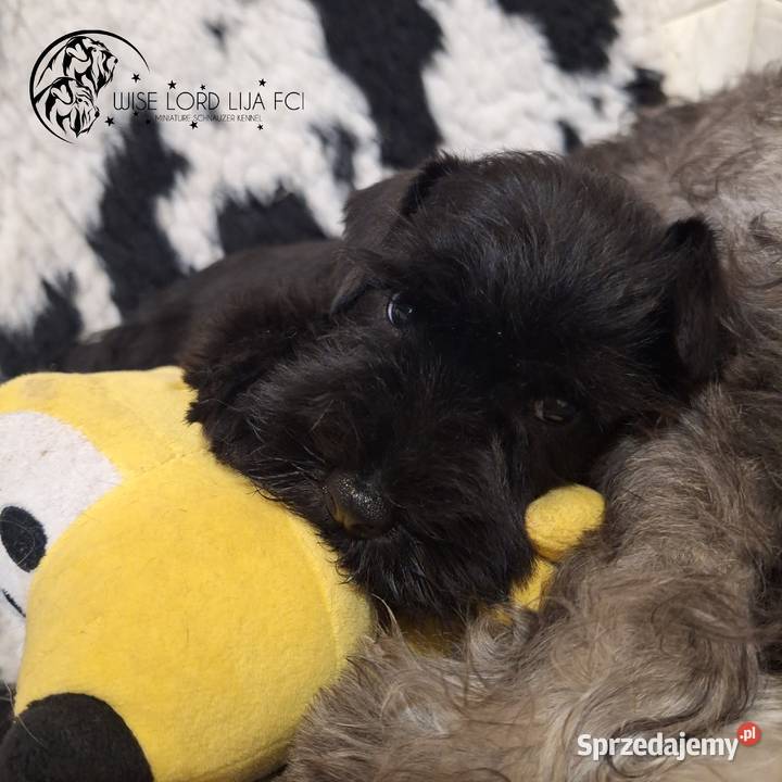Sznaucer miniaturowy czarny rodowód FCIZKwP Sznaucer Stargard
