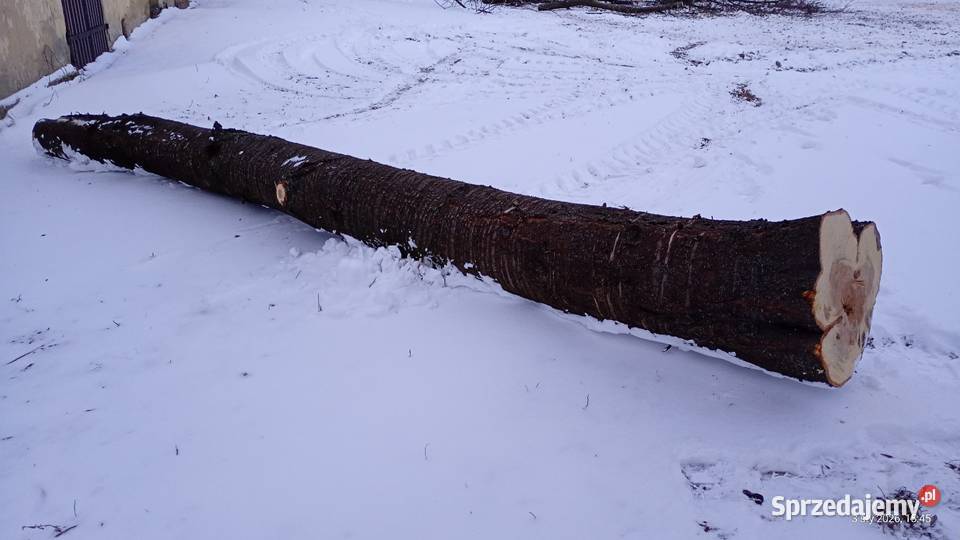 Pień dzikiej czereśni 5 mb na opał materiał Łuszczów Pierwszy
