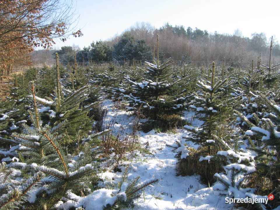 Świerk srebrny pospolity choinki plantacja Trzebieszewo
