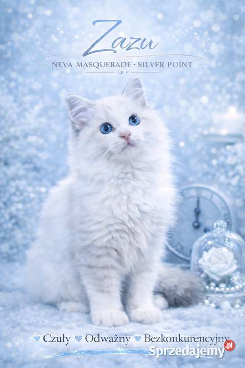 ZAZU Dumka PL śliczny kocurek syberyjski neva masquerade