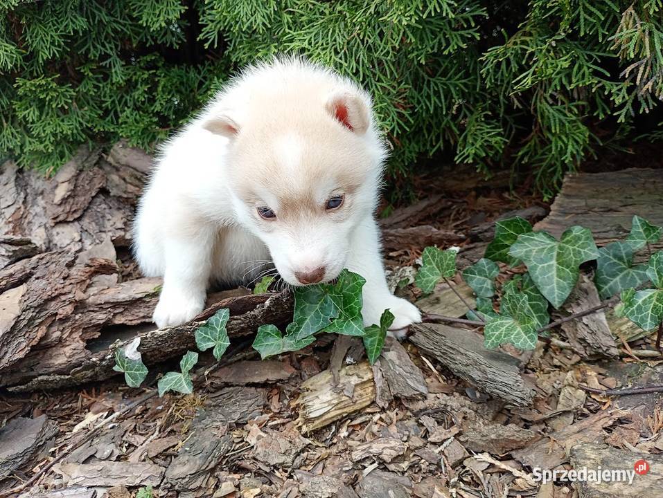 Siberian husky boy Racibórz