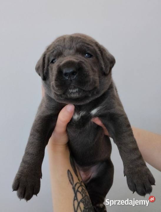 Cane Corso Italiano lubelskie Łuków sprzedam