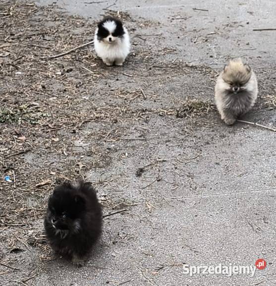 Szpic miniaturowy pomeranian