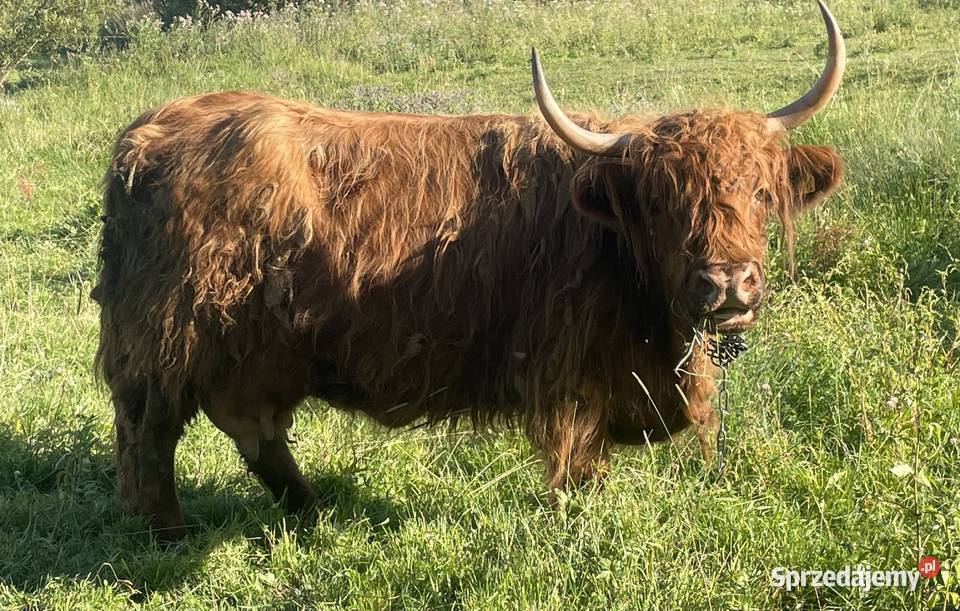 Krowy Szkockie Highland Bydło Byk Mamki Cielaki Pozostałe Komańcza sprzedam