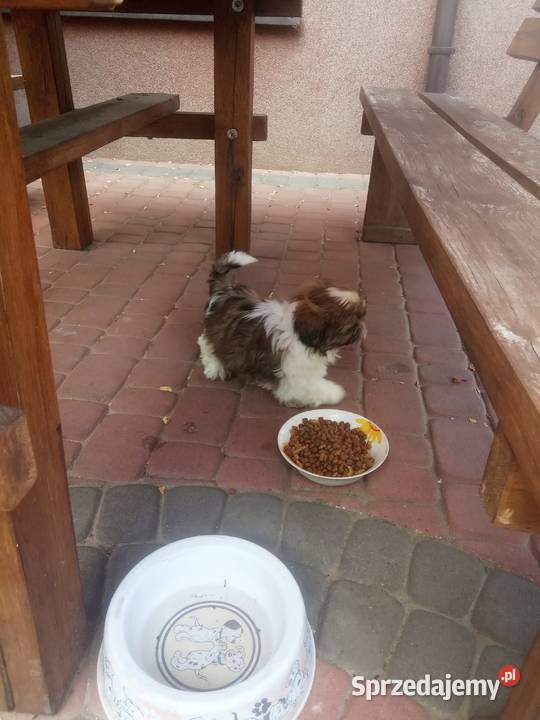 Suczka shih tzu wzorcowy przepiękny szczeniak świętokrzyskie Klimontów