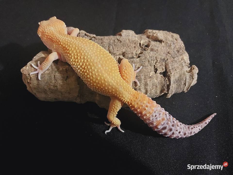 Gekon lamparci gekony lamparcie samice Reda