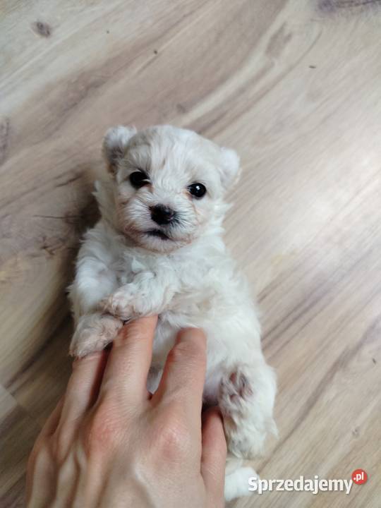 Maltipoo F1 xs Chojnice