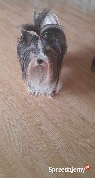 Yorkshire Terrier Black Tan Rumia