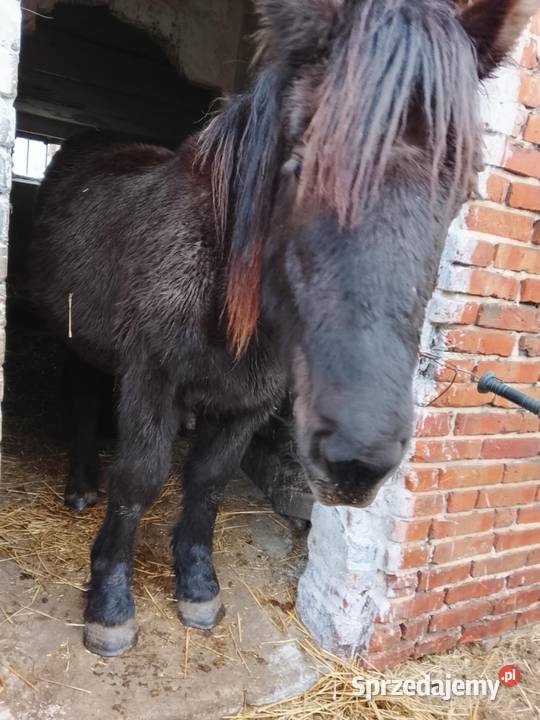 Klacz Gliwice sprzedam