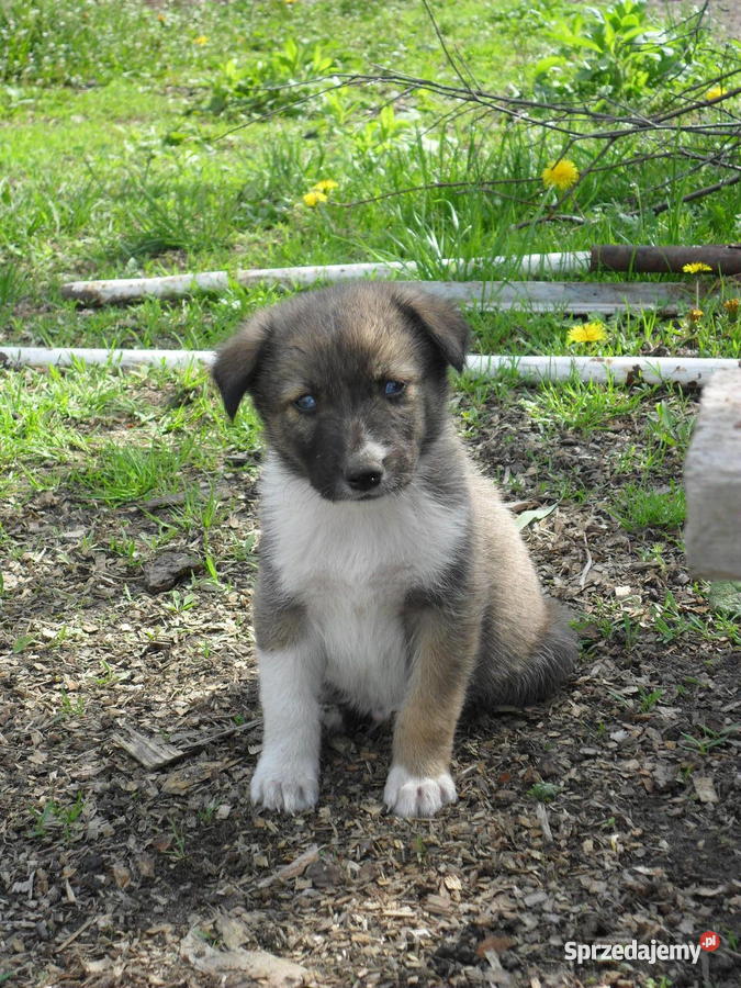 szczeniaki mieszance husky małopolskie Dąbrowa Tarnowska