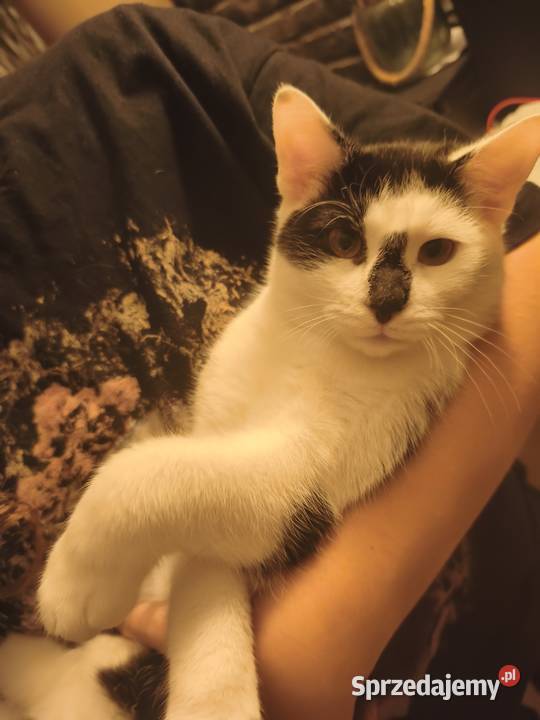 Młody kocurek do adopcji Gorzów Wielkopolski