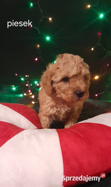 Cavapoo f1b Józefów nad Wisłą sprzedam