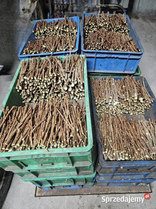 Sztobry patyki czarnej porzeczki Siedlce