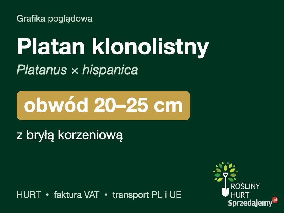 Platan klonolistny obwód 2025 z bryłą HURT