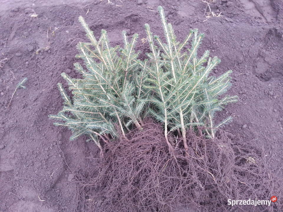 Świerk pospolity 22 40 70 zachodniopomorskie Szczecinek sprzedam