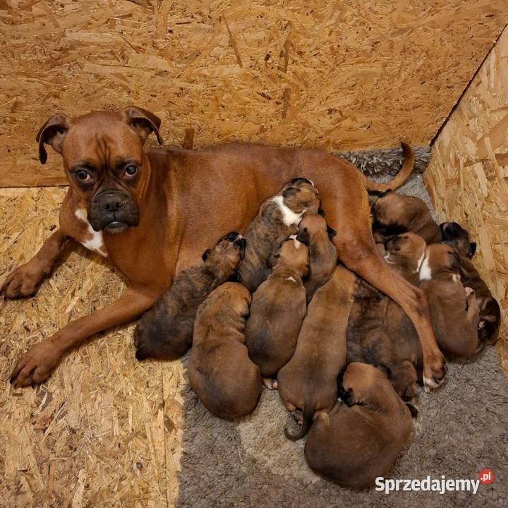 Szczeniaki Bokser Baszyny