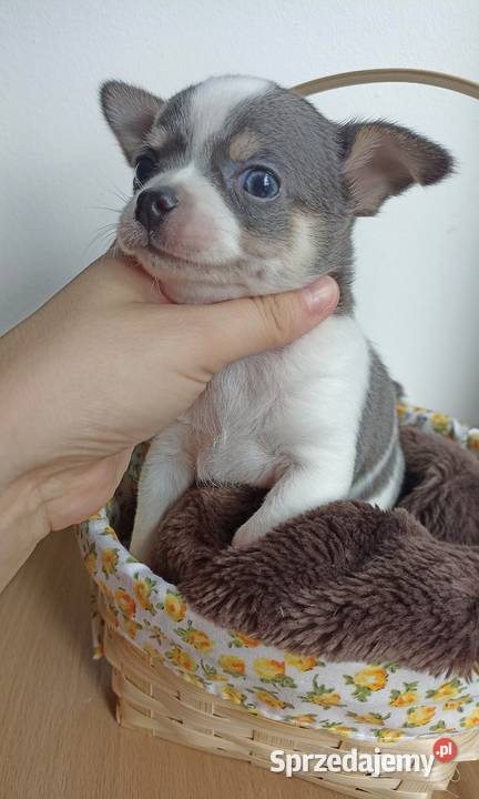 Piesek Chihuahua krótkowłosy niebieski blue Bełchatów
