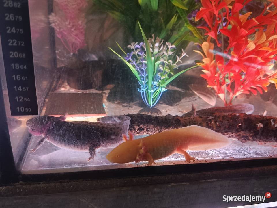 Asolotii Meksykański możliwość dostawy dopłata Zwierzęta Poznań sprzedam