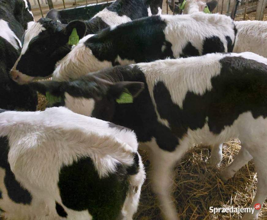 Sprzedam byczki Białobrzegi