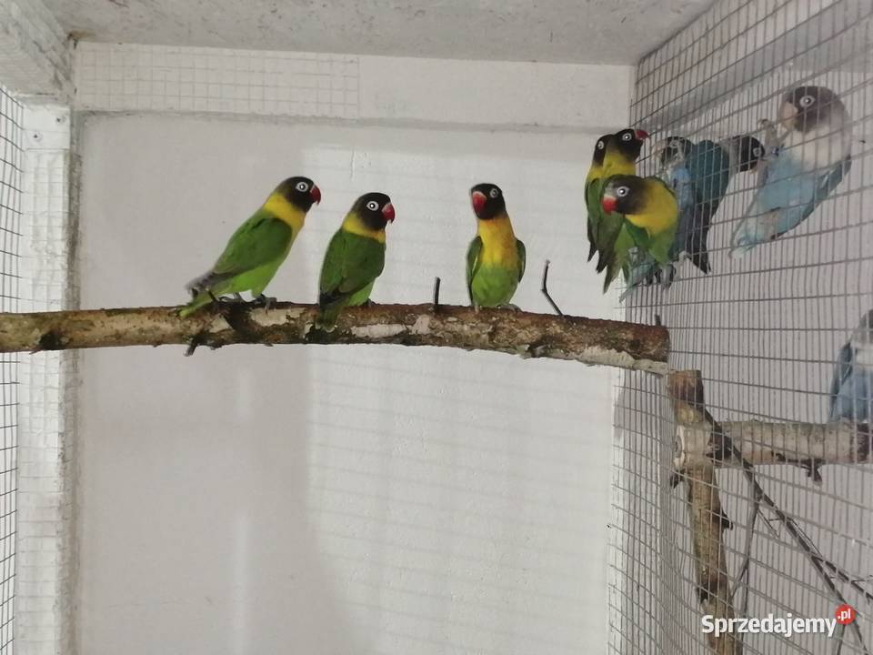 Nierozłączki czarnogłówki Zwierzęta Ostrów Wielkopolski