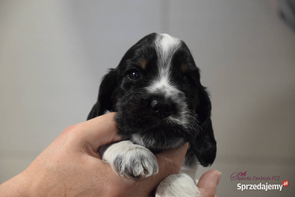 Cocker Spaniel Angielski BonBon małopolskie sprzedam