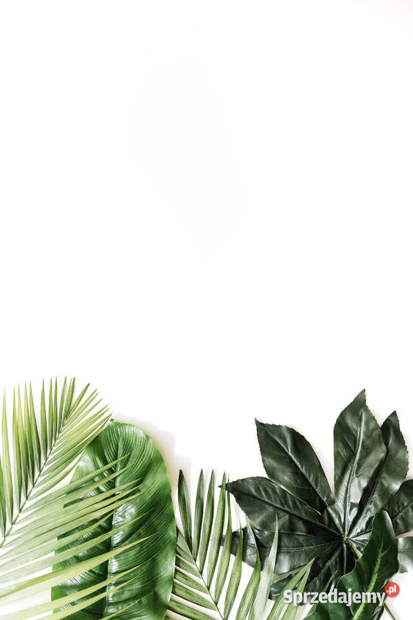 Plakat liście zielony tropikalny natura 42 x 30 Łódź sprzedam