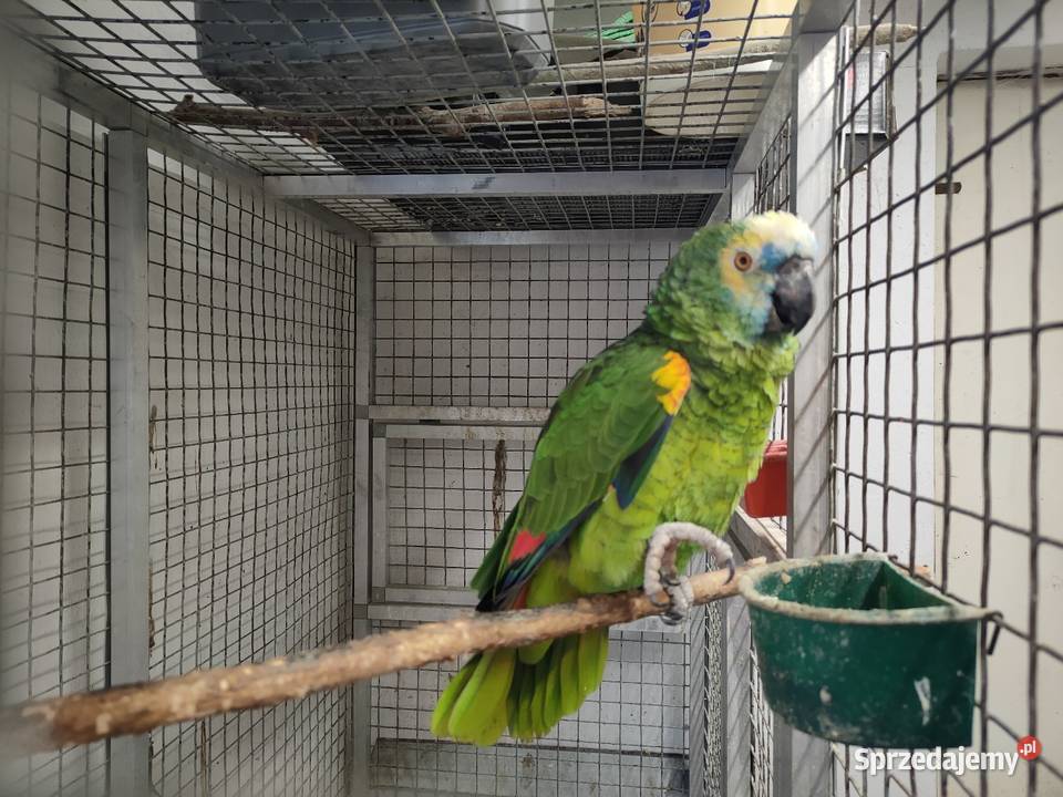 Papugi aleksandretty rozelle Ptaki Parzno