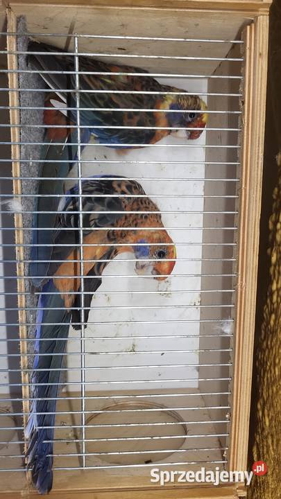 Papugi górskie pastele rozelle królewskie i Nowy Sącz