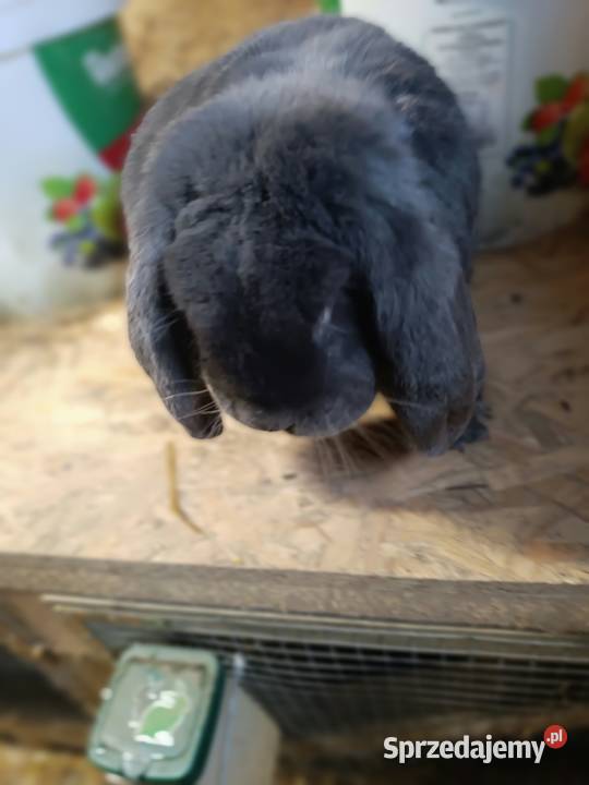 Samiec francuski baran niebieski z rodowodem Gryzonie Ciężkowice sprzedam