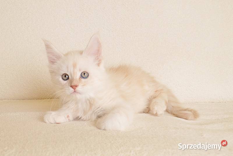Prześliczny kocurek shaded Rodowód PZFWCF
