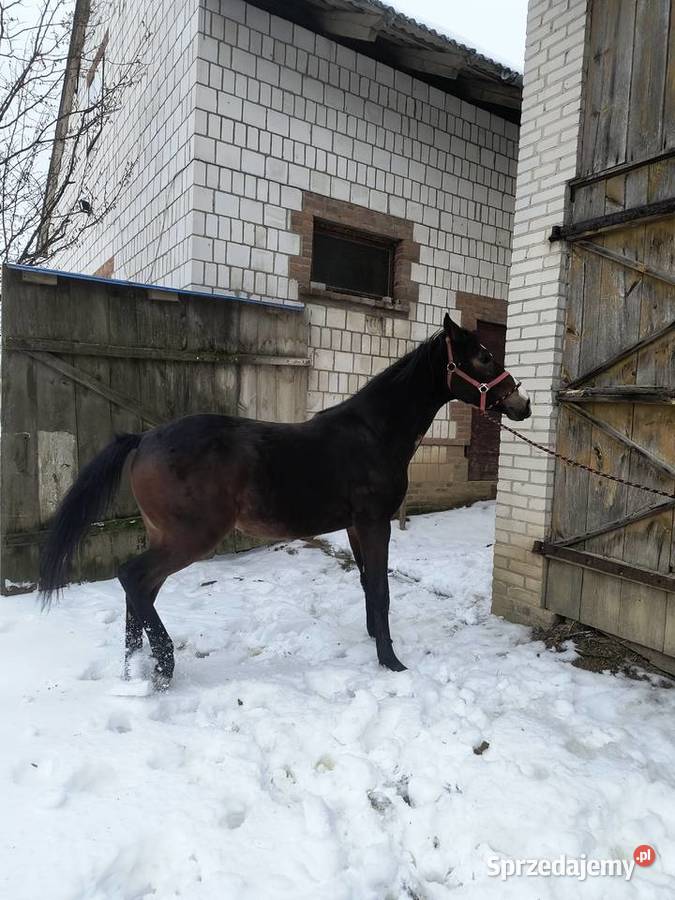 Ogier Małopolski Dolar Zdziłowice