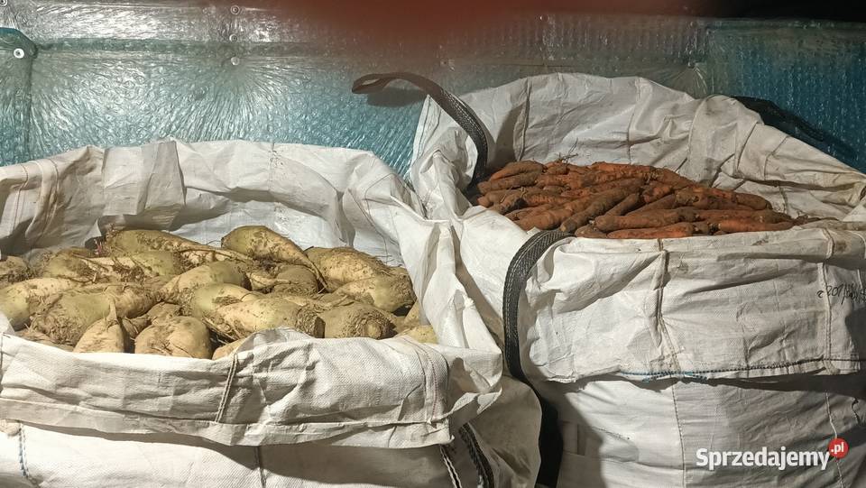 Ładny Burak pastewny biały i żółty Charsznica