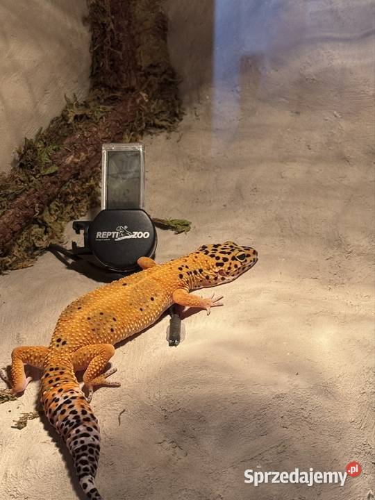 Gekon lamparci Kołodziejewo sprzedam