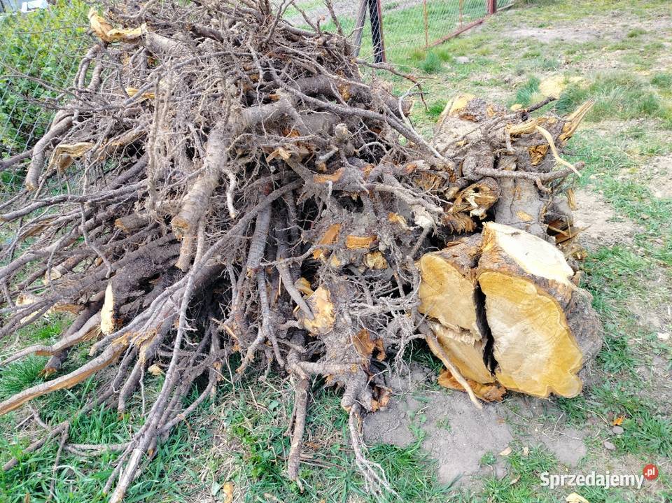 Korzeń czereśni Serce drewna Bogucin