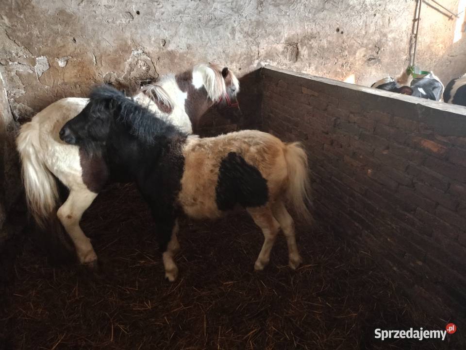 Sprzedam Kucyka Konie Grodzisk Mazowiecki