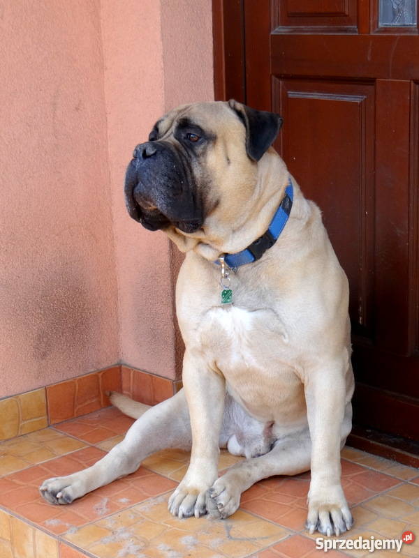 Szczeniaki BULLmastiff Kraków