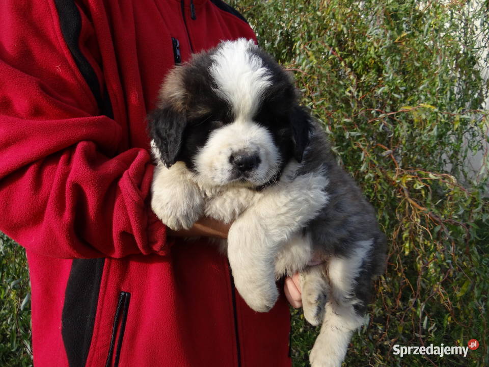 Moskiewski pies stróżujący Nie Bernardyn Kaukaz Pozostałe Rokiciny sprzedam