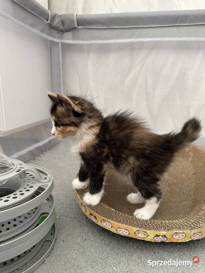 Rodowodowe kotki syberyjskie Świerzna