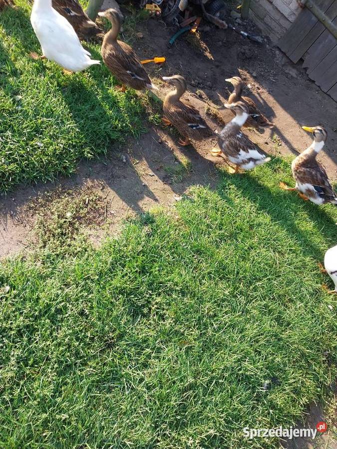 Kaczki staropolskie mix staropolskie khaki łódzkie Grodzisk sprzedam