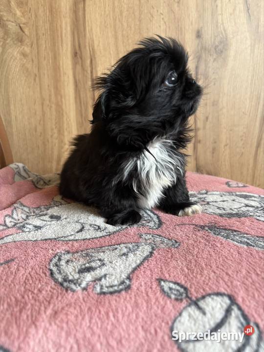 Piesek pekińczyk mazowieckie Lipsko