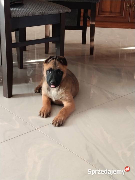 Owczarek belgijski Malinois Borki