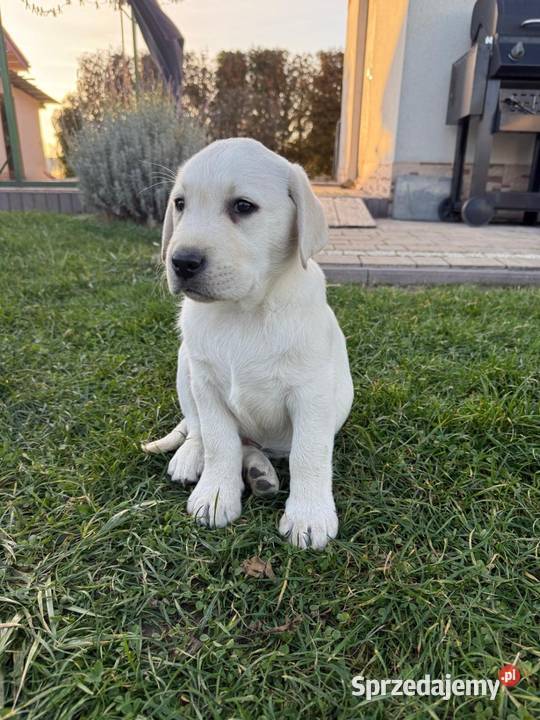 Labrador czarne szczeniaczki Labrador Tarnów