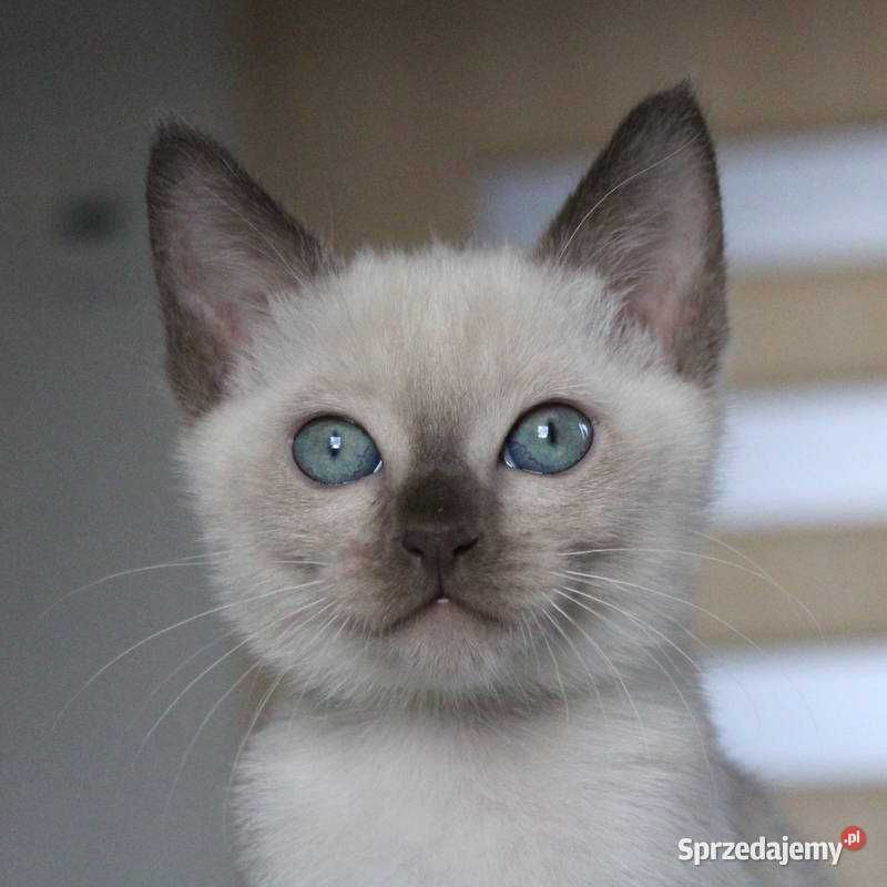 Kocięta tonkijskie kot tonkijski hodowla Zona