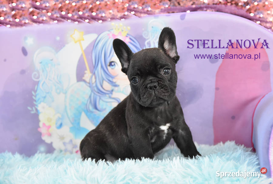 Buldog francuski szczenieta CH MŁCH Stellanova Warszawa